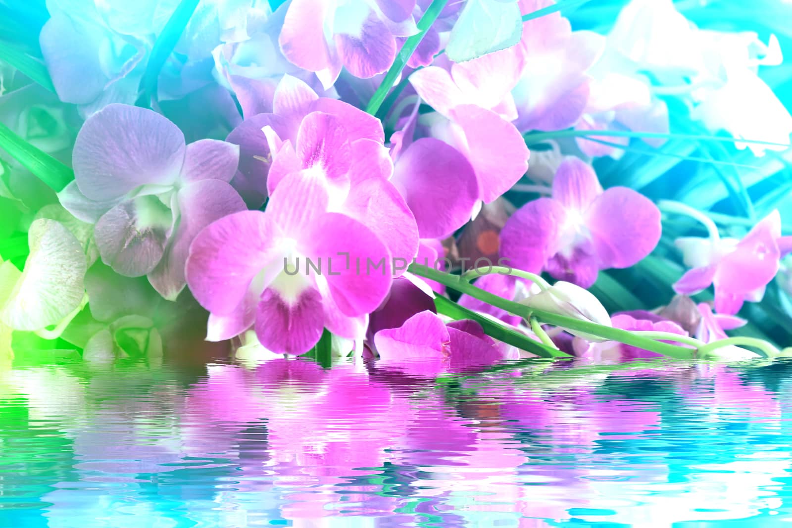 purple flower