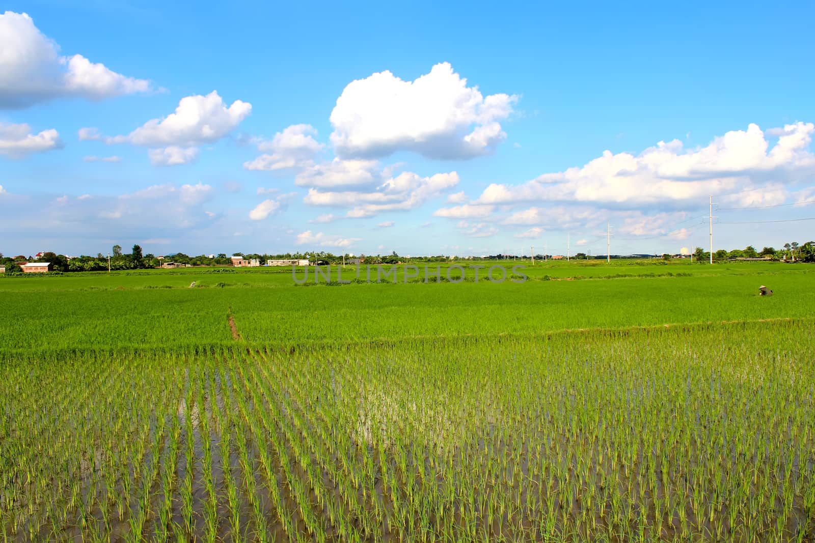 paddy field