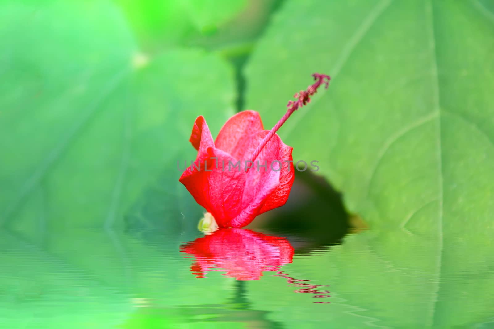 pink flower