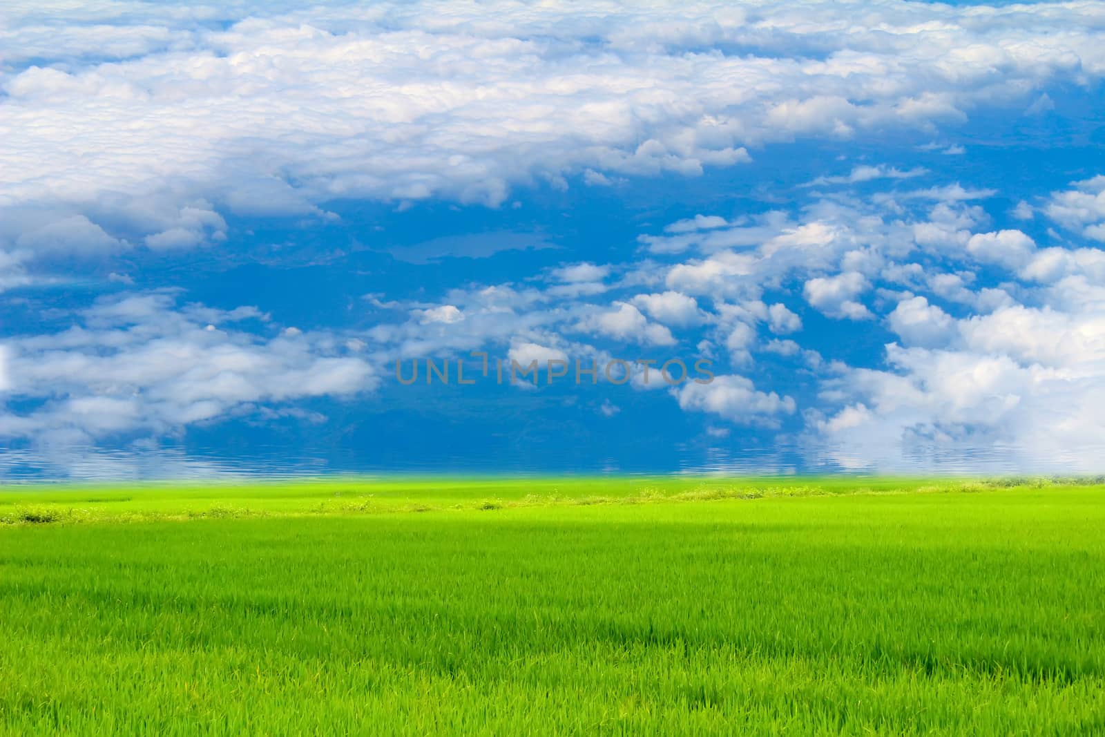 Green paddy and sky by dinhngochung