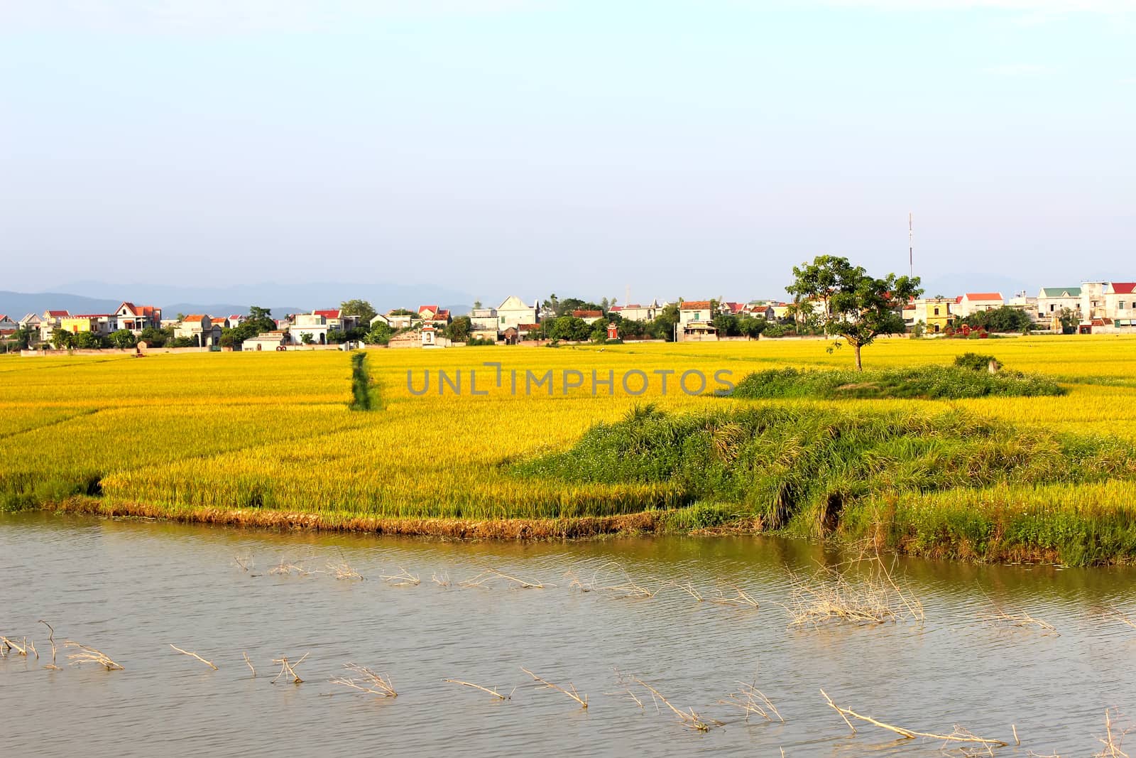 paddy field