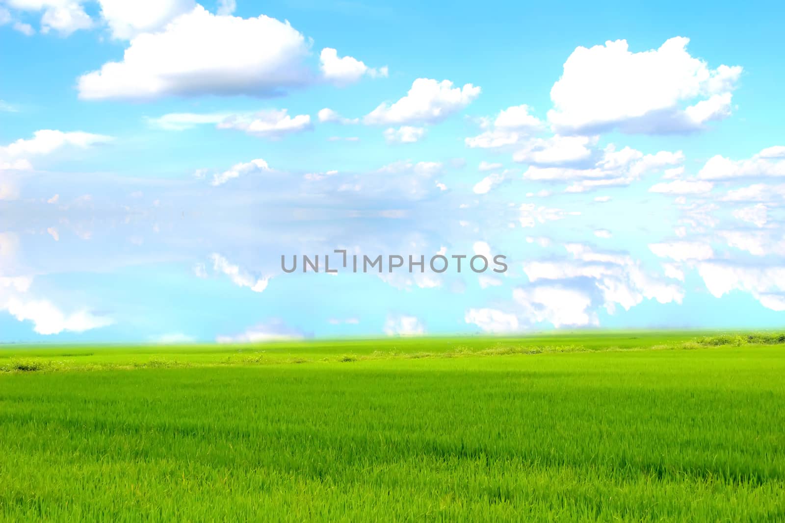 paddy field