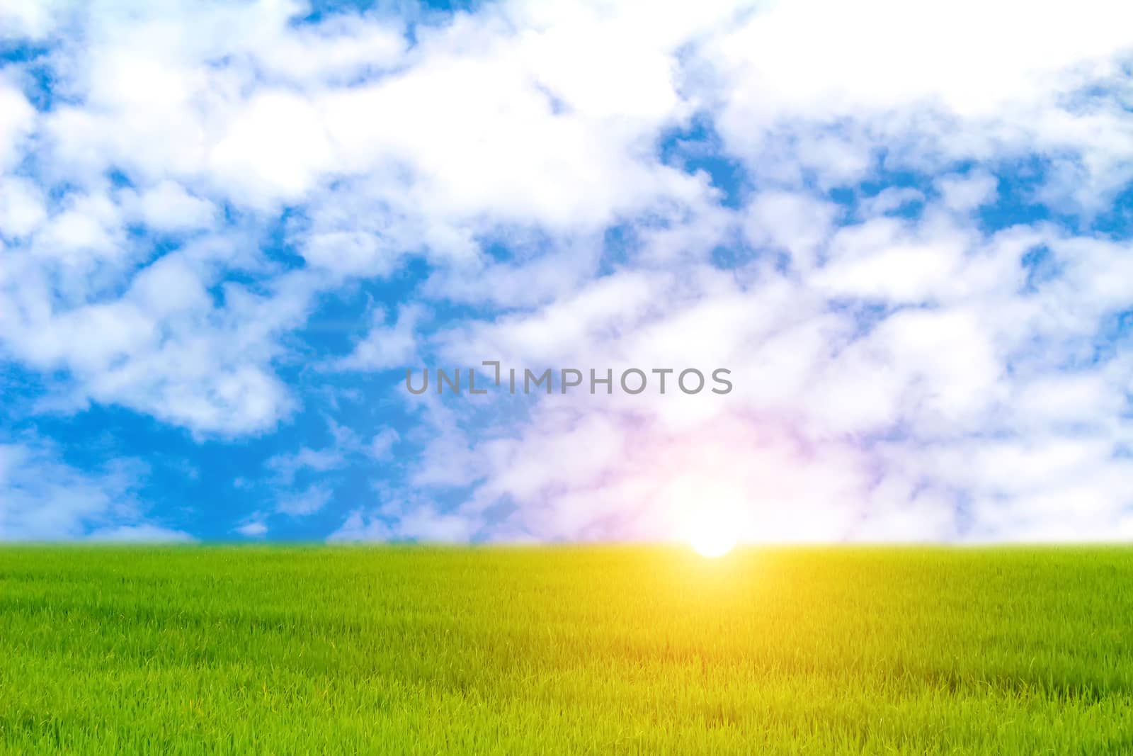 Green paddy and sky by dinhngochung