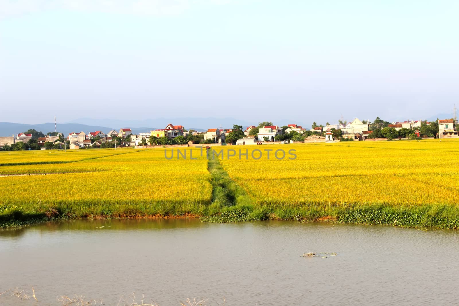 paddy field