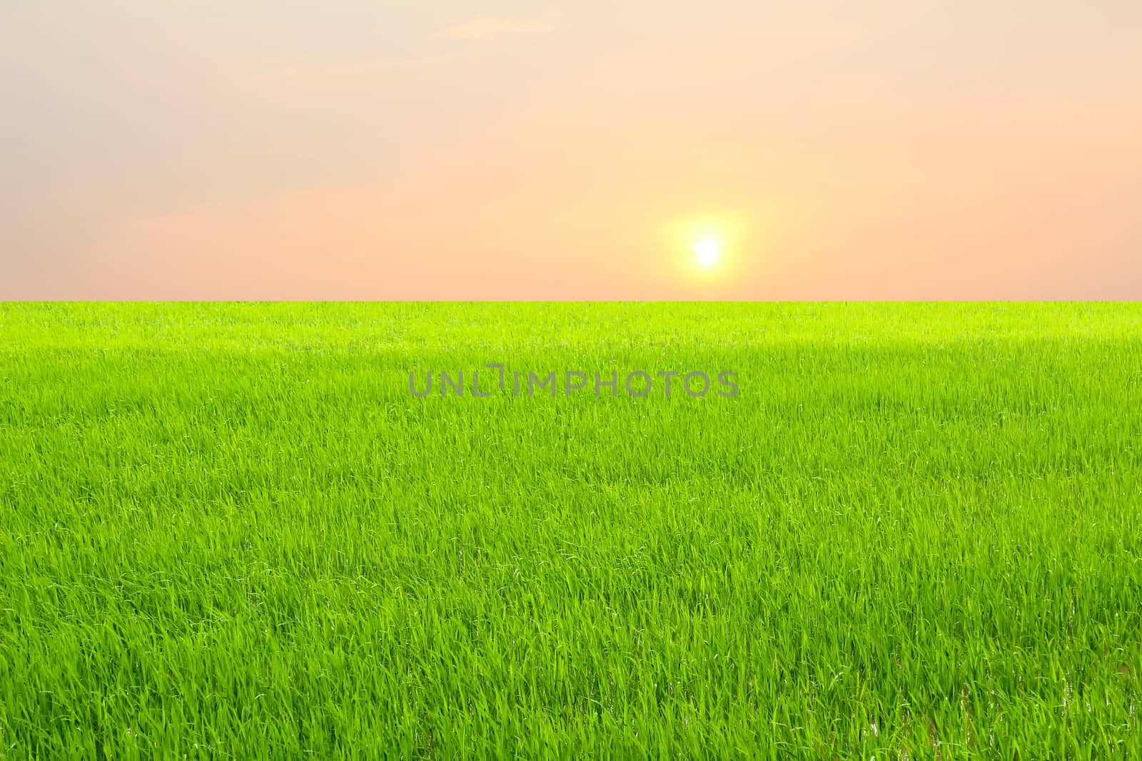 paddy field