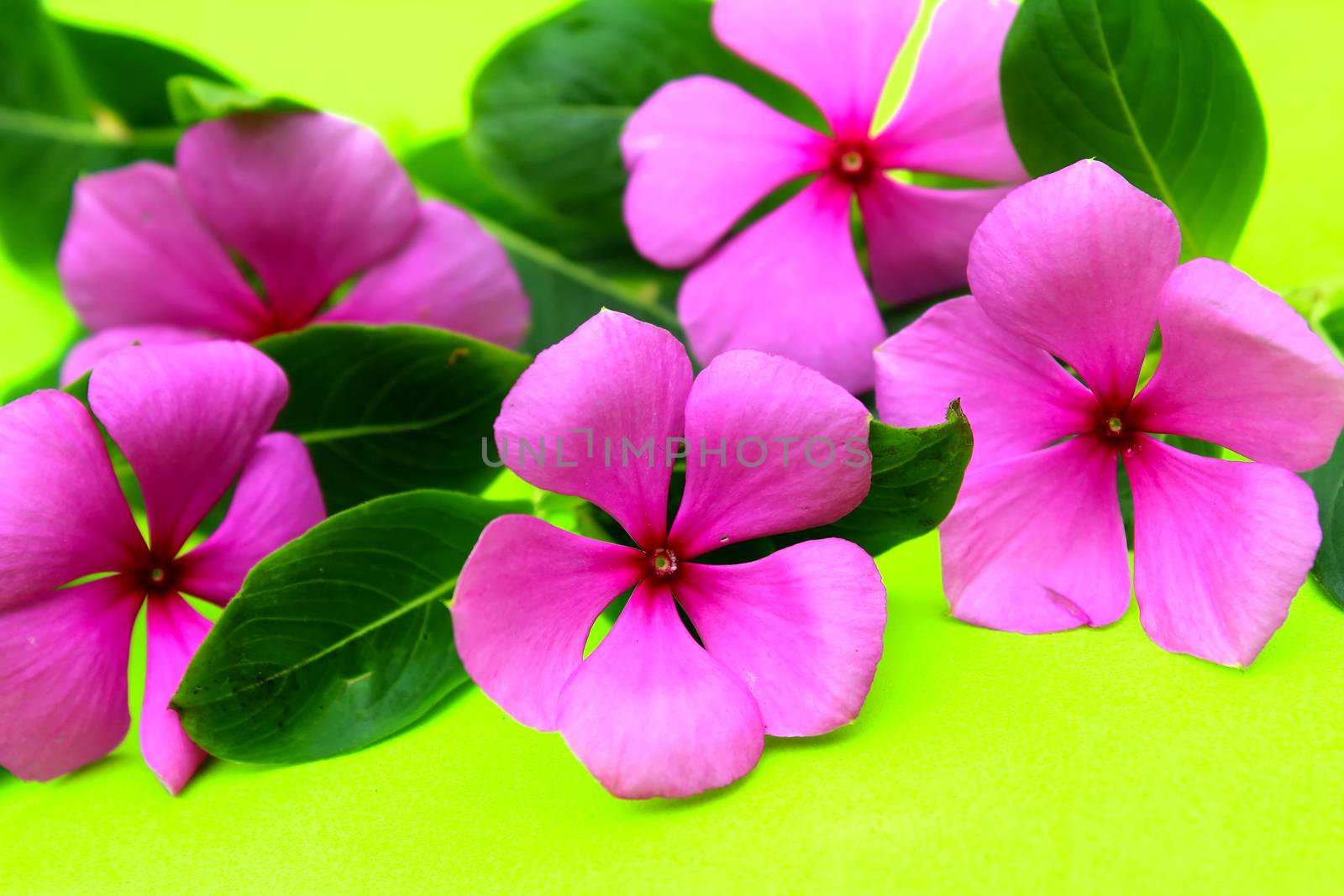 Flower