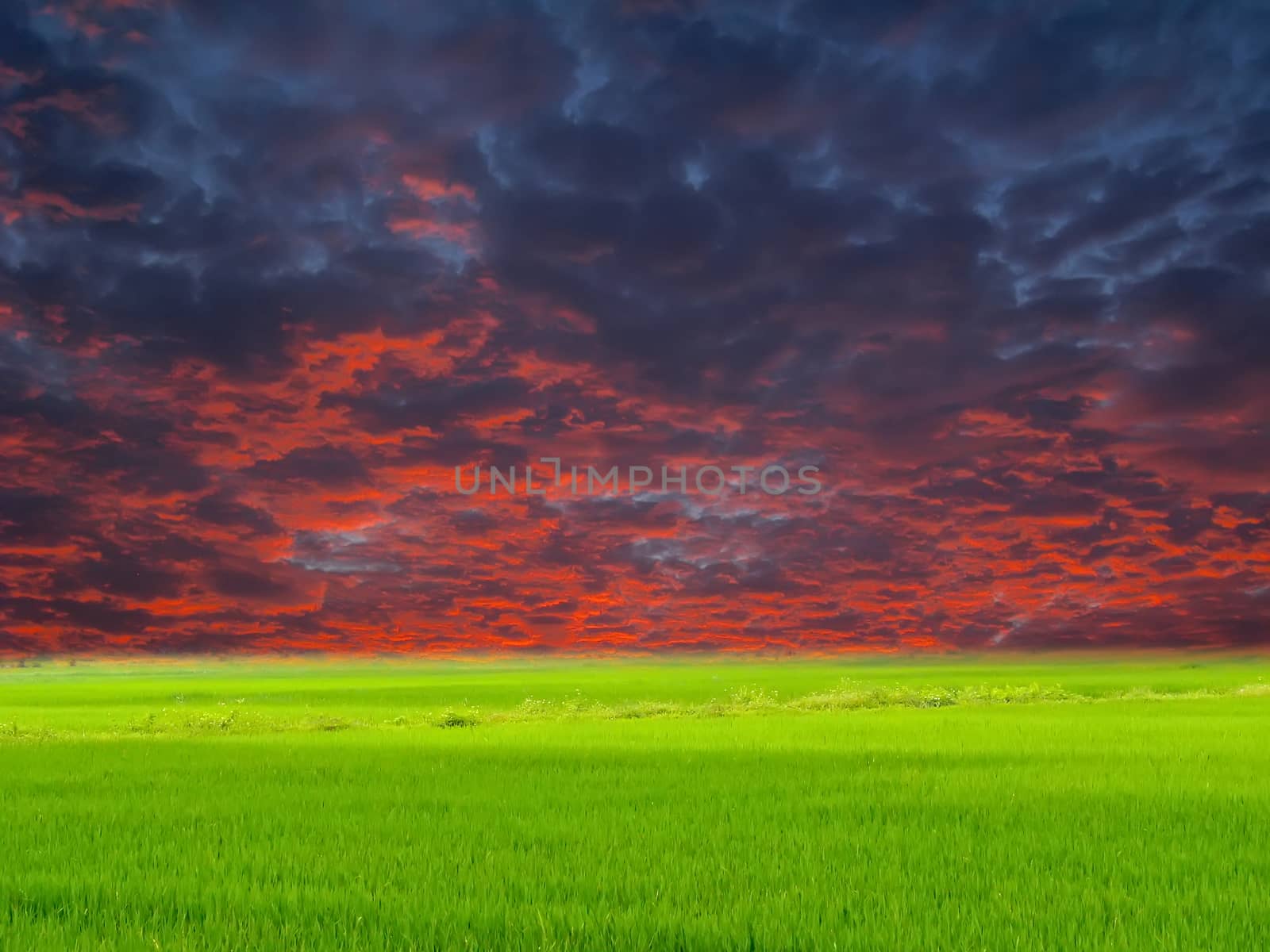 Green paddy and sky