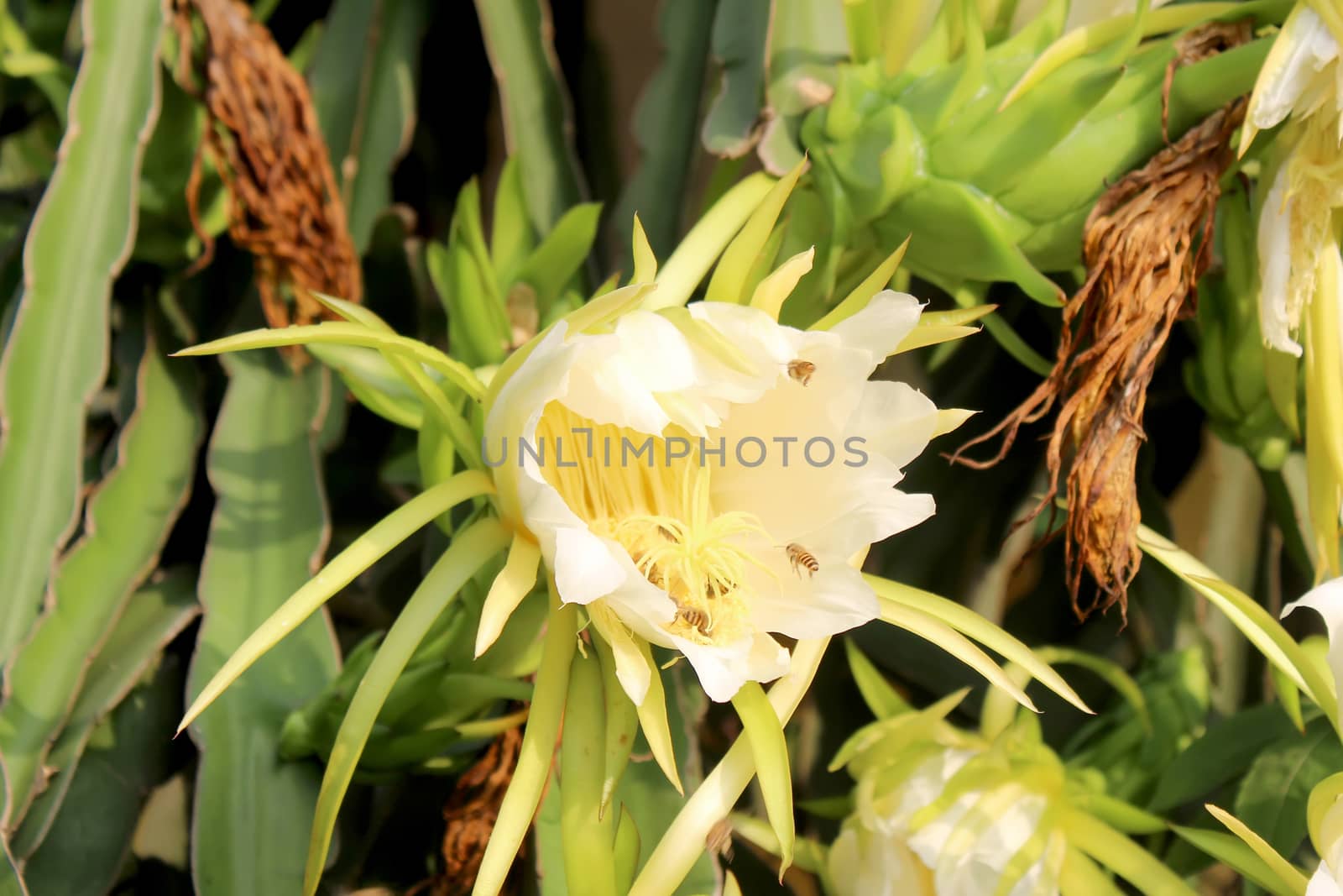 Dragon flower