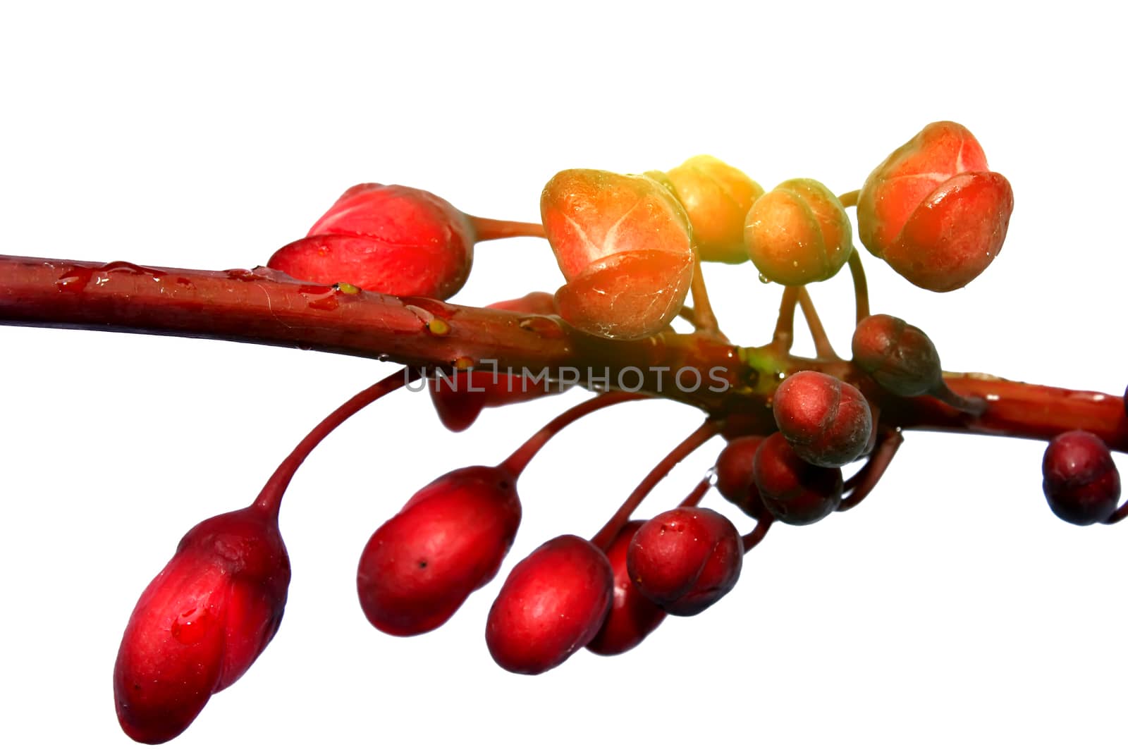 red flowers isolated on white background