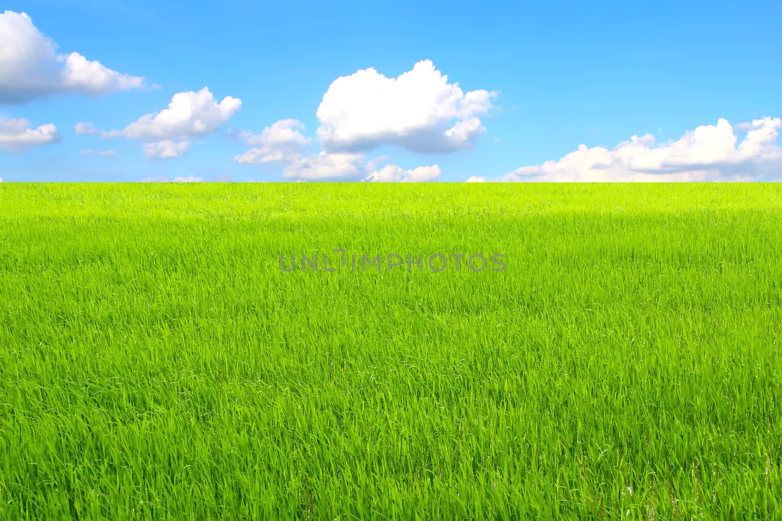 paddy field