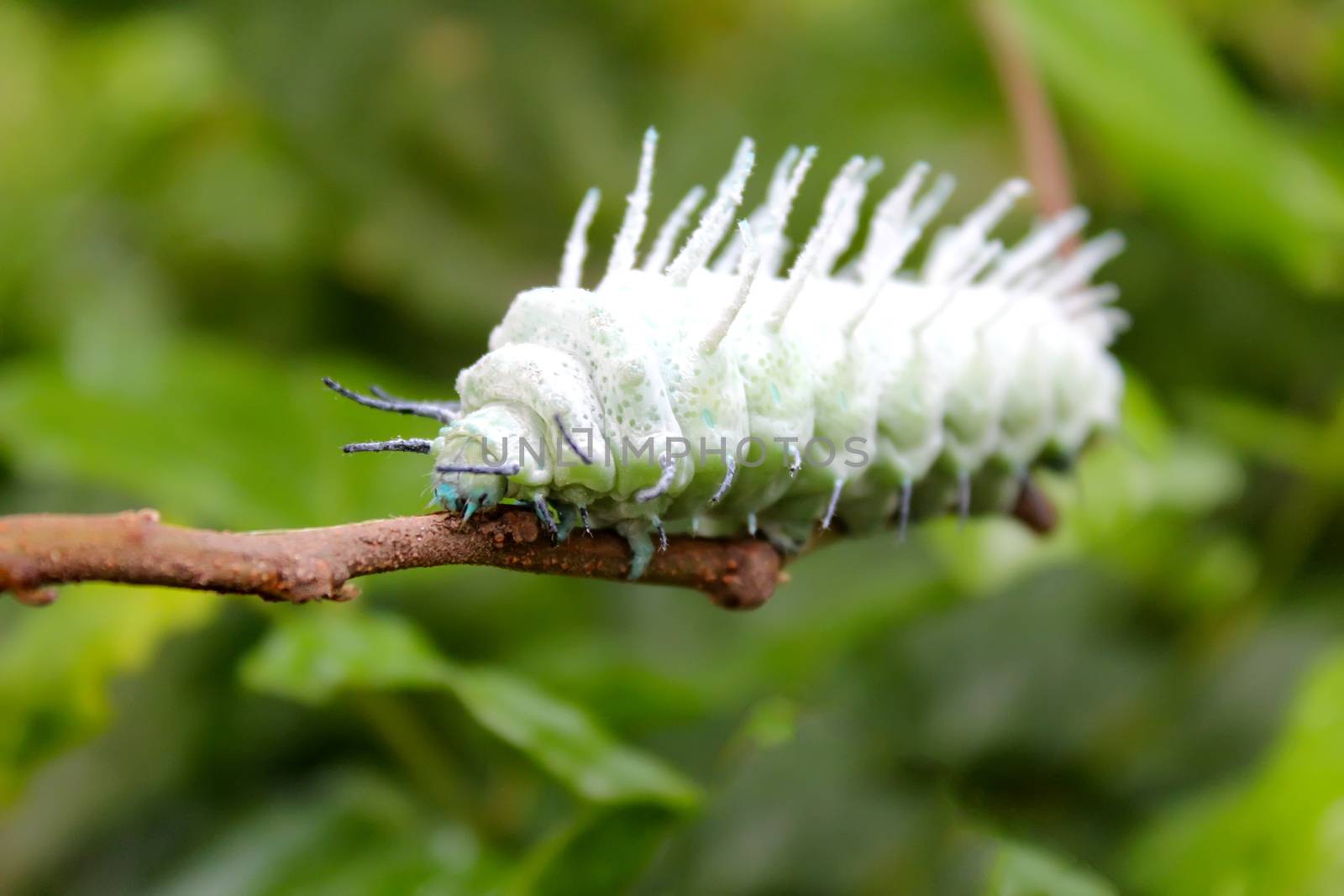 caterpillar on leaf by dinhngochung