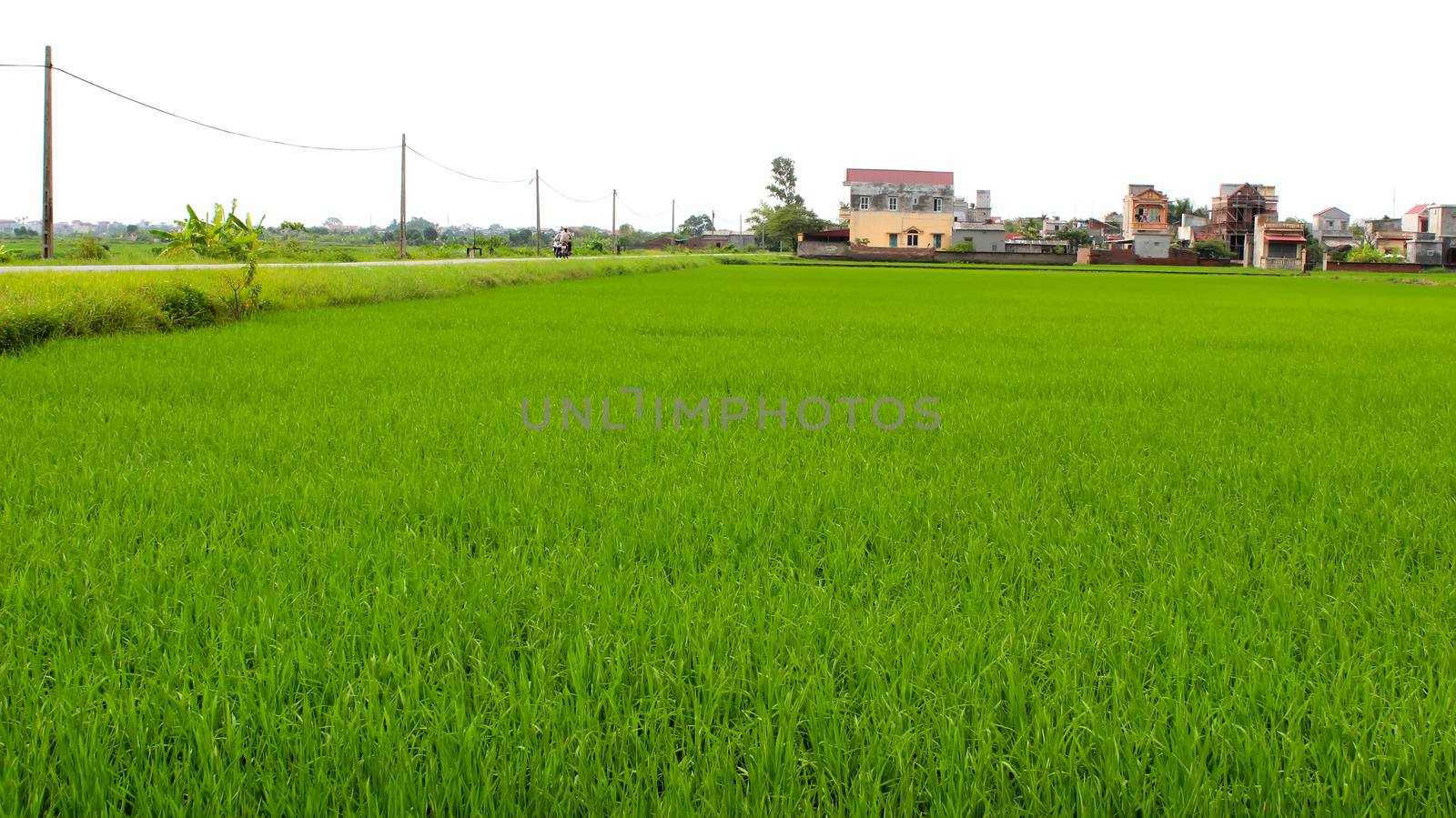 paddy field