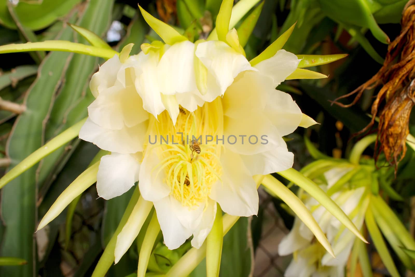 Dragon flower