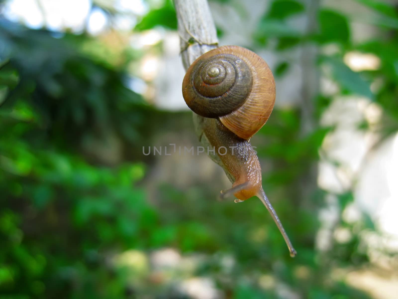 Snail