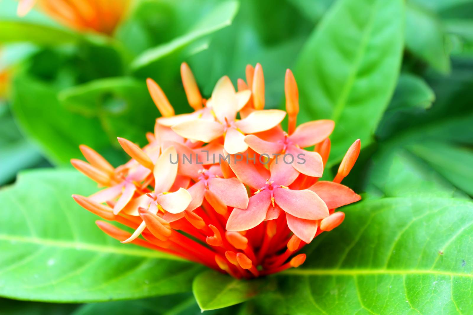red flower	