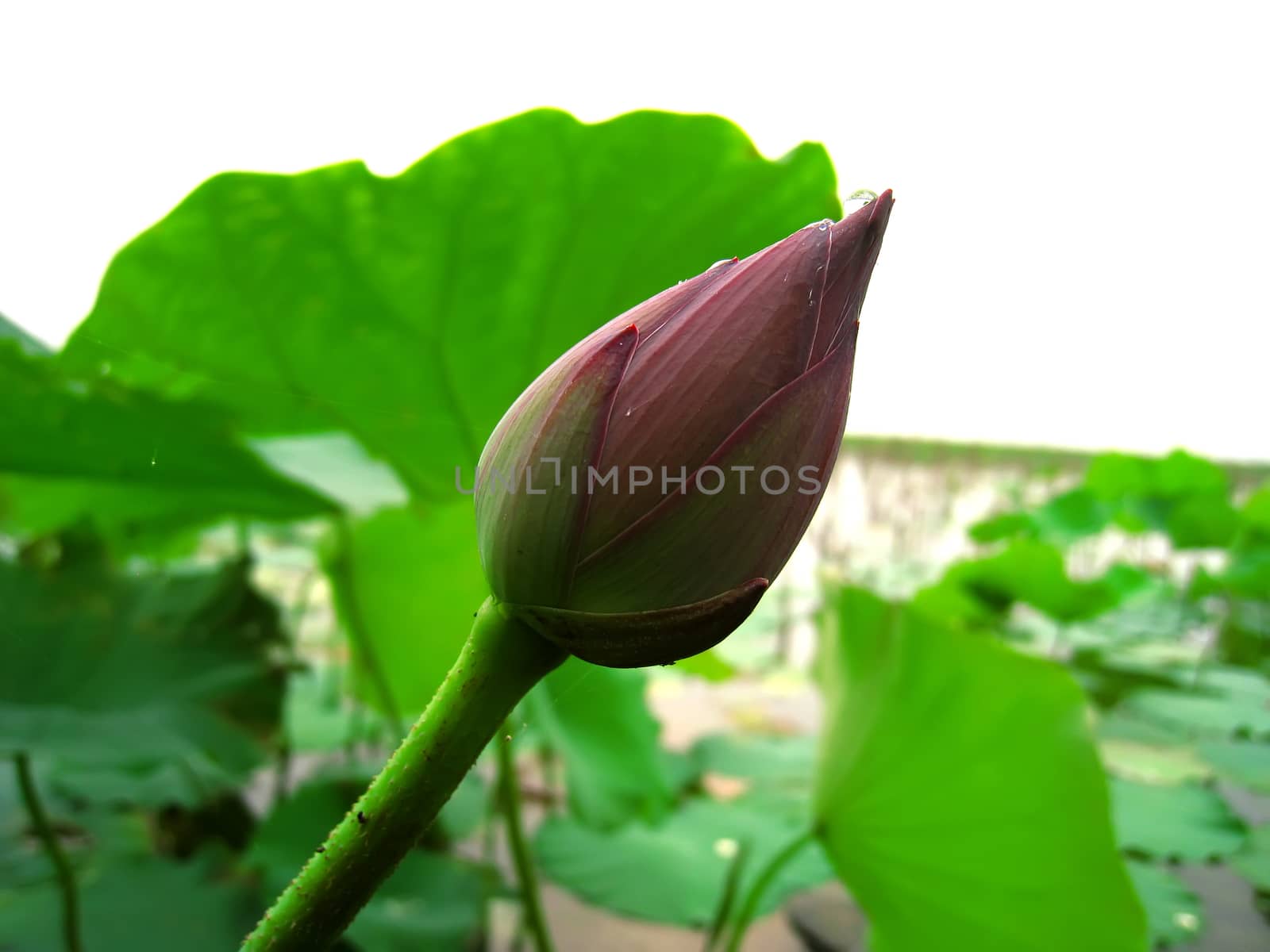 lotus pond