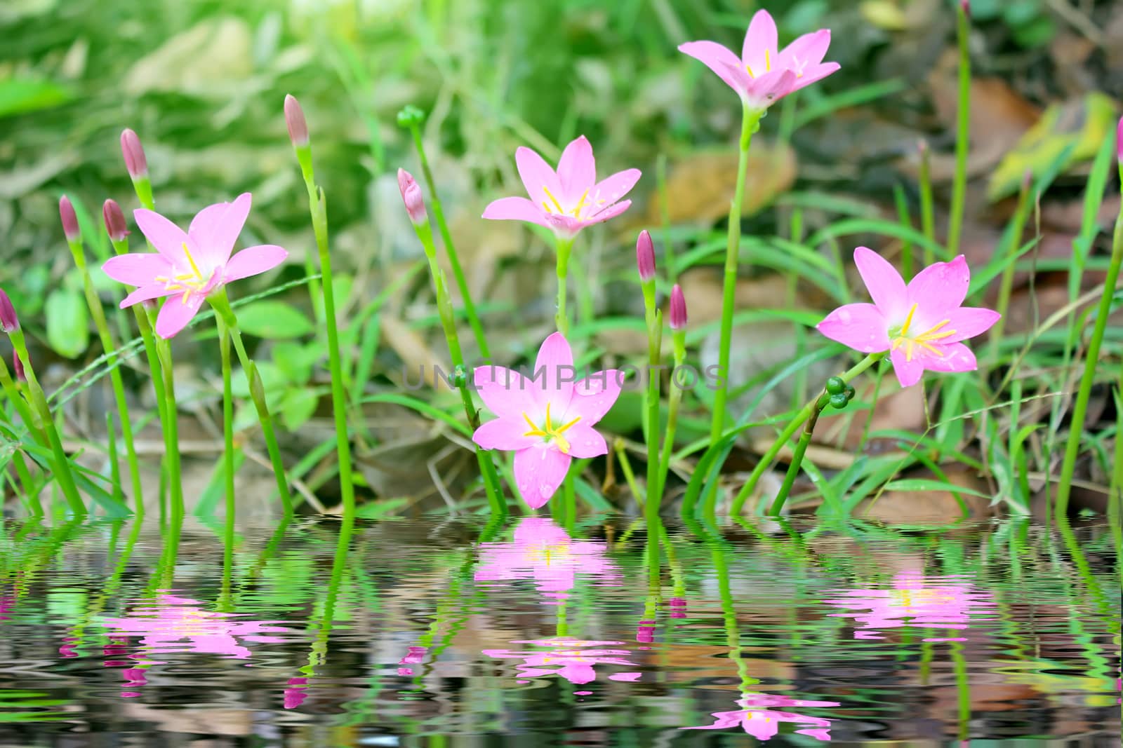 pink flowers blooming