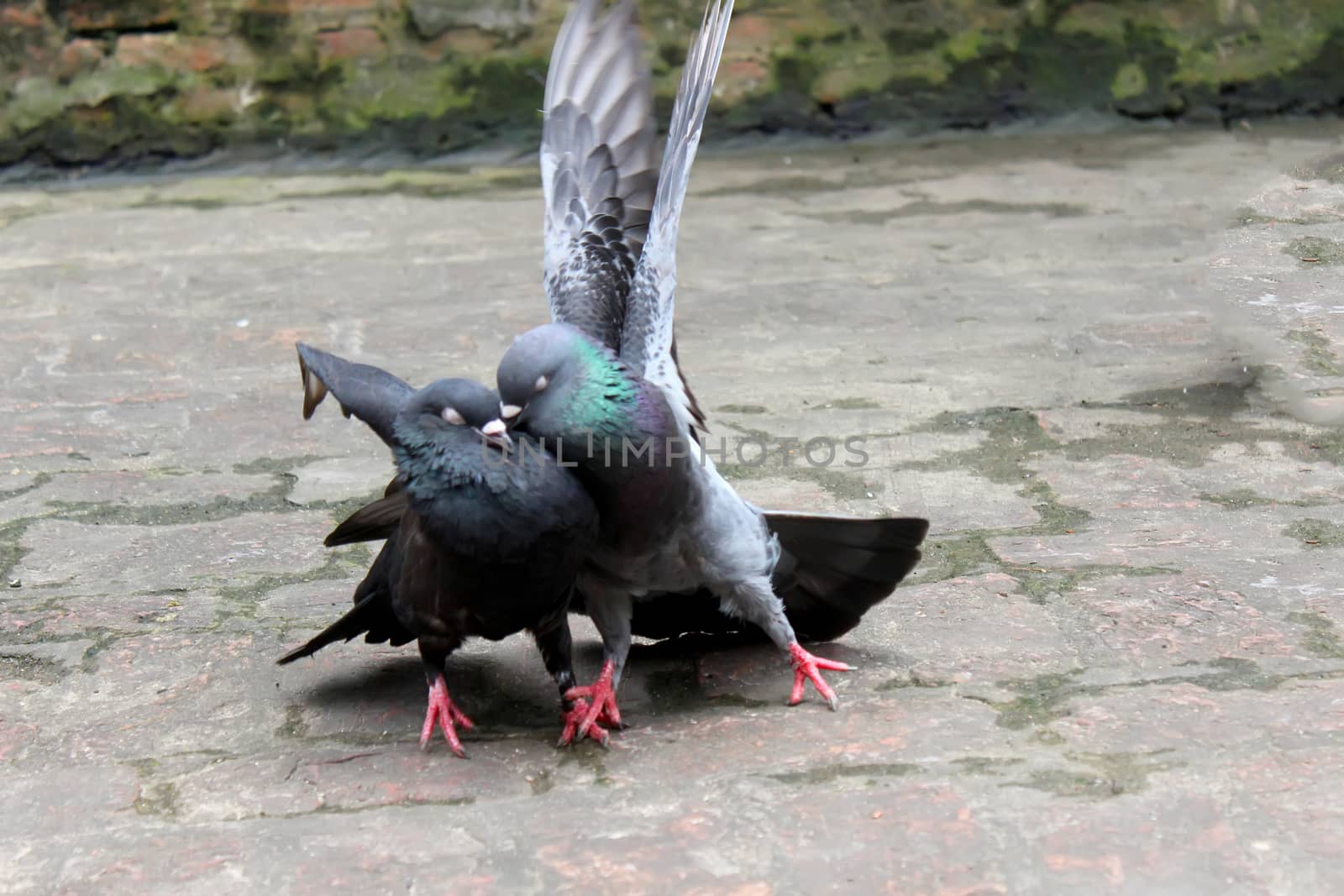 Couple of Pigeons