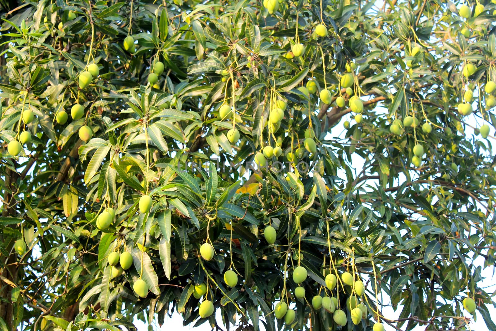 Mango