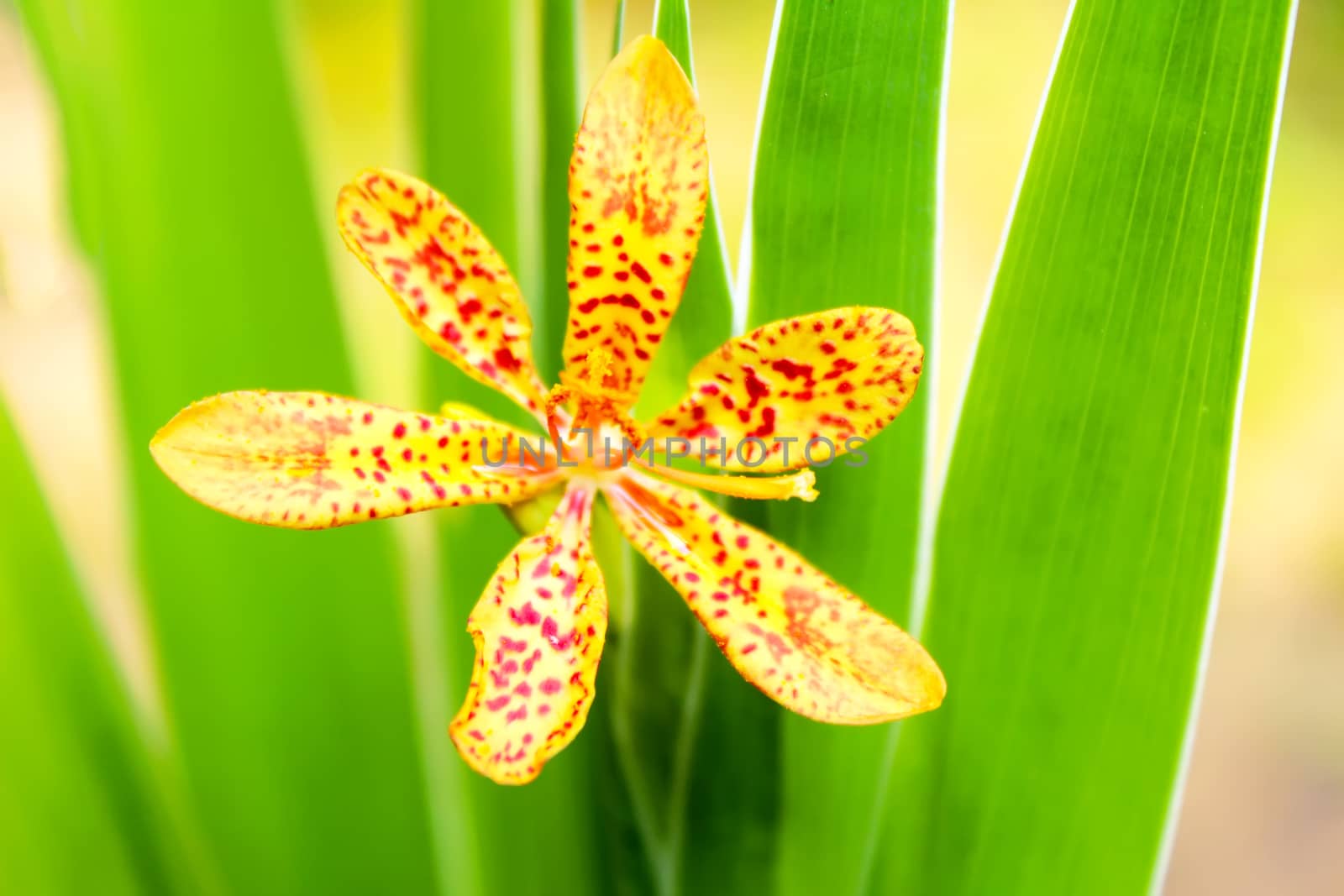 yellow flower