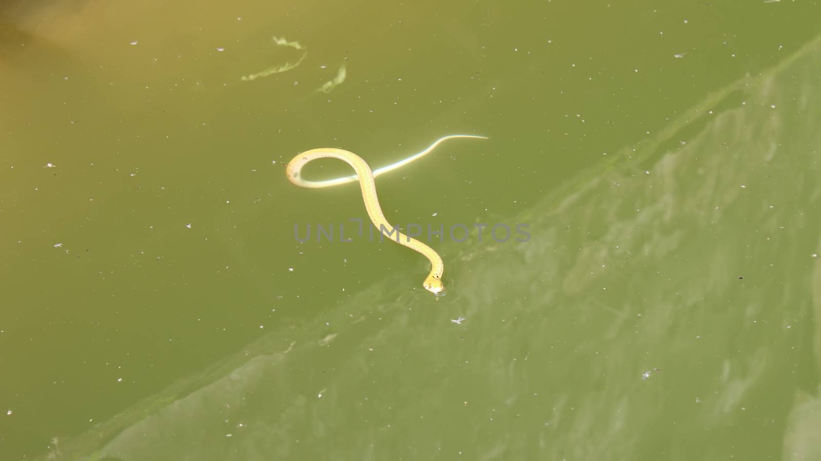 snake in the water