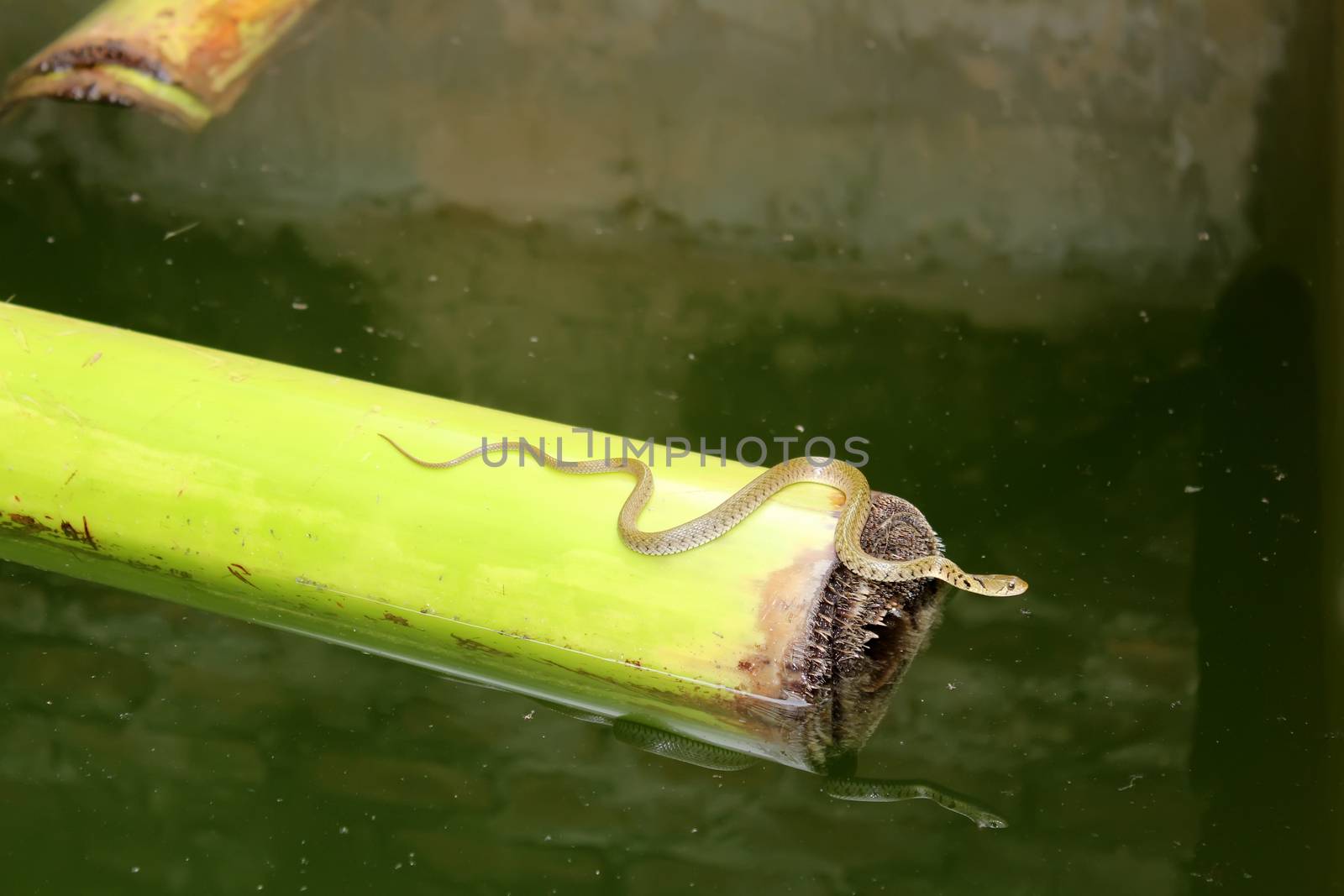 snake in the water