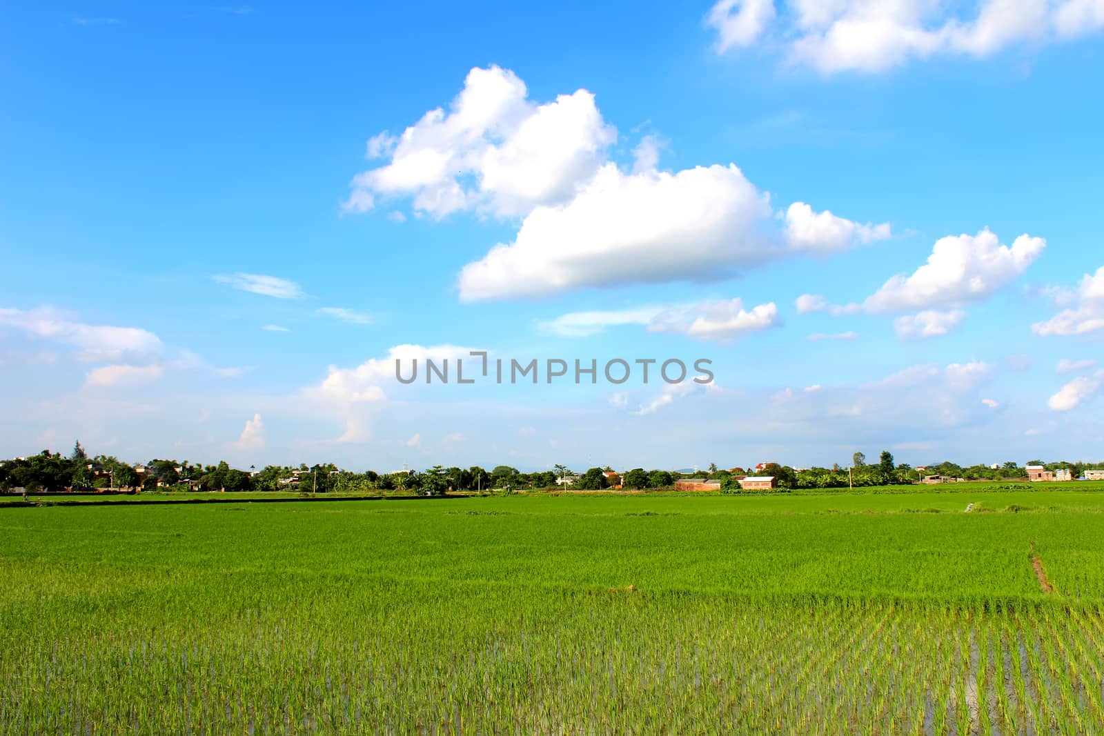 paddy field