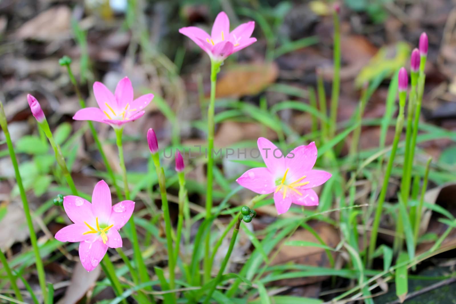 pink flowers blooming