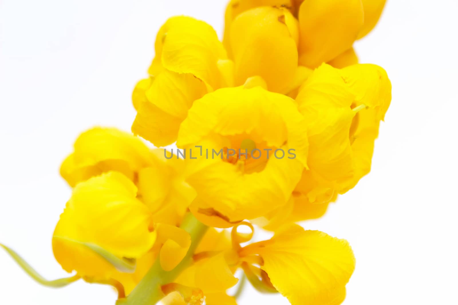 yellow flower