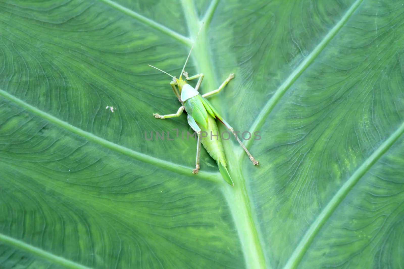 insect in the tree