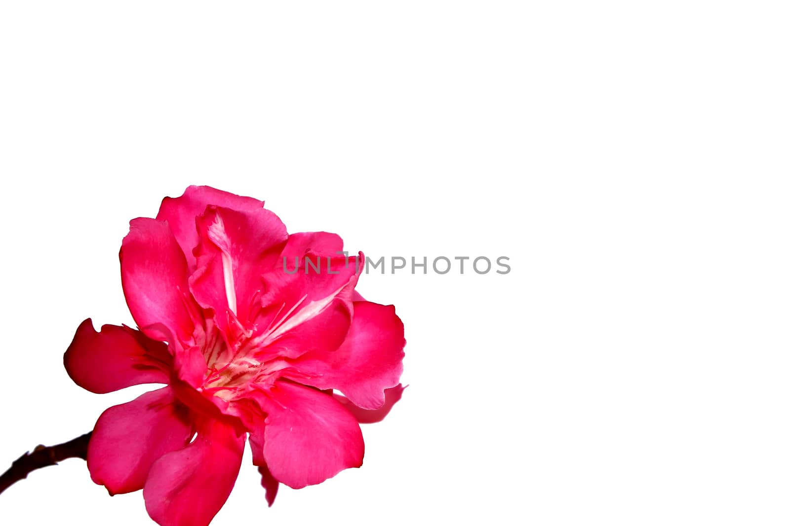 pink flower