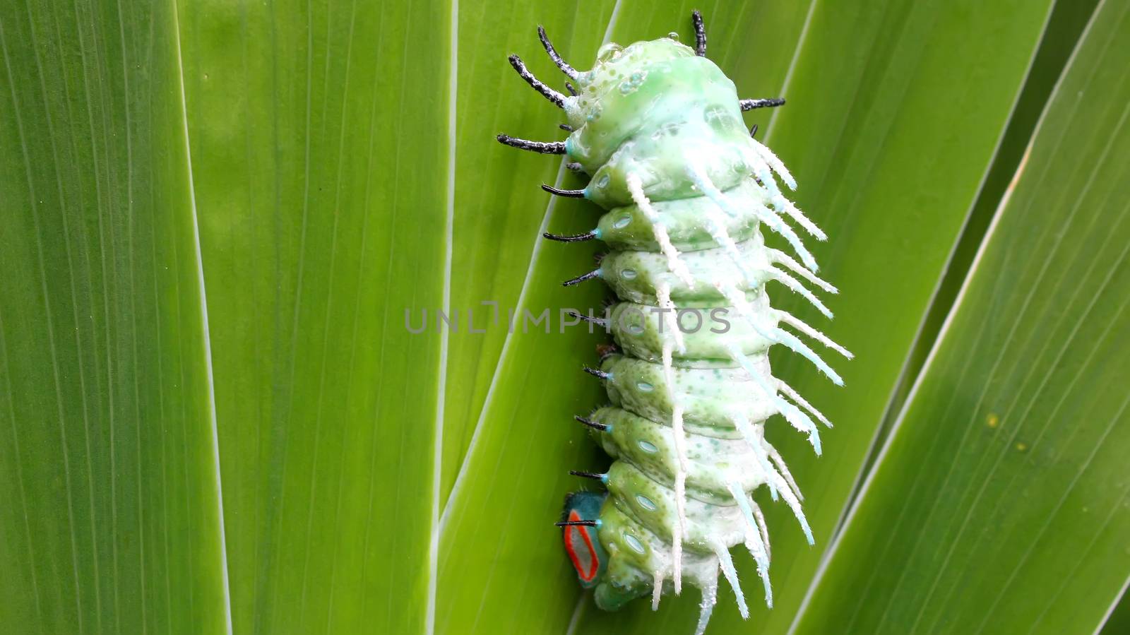 caterpillar on leaf by dinhngochung