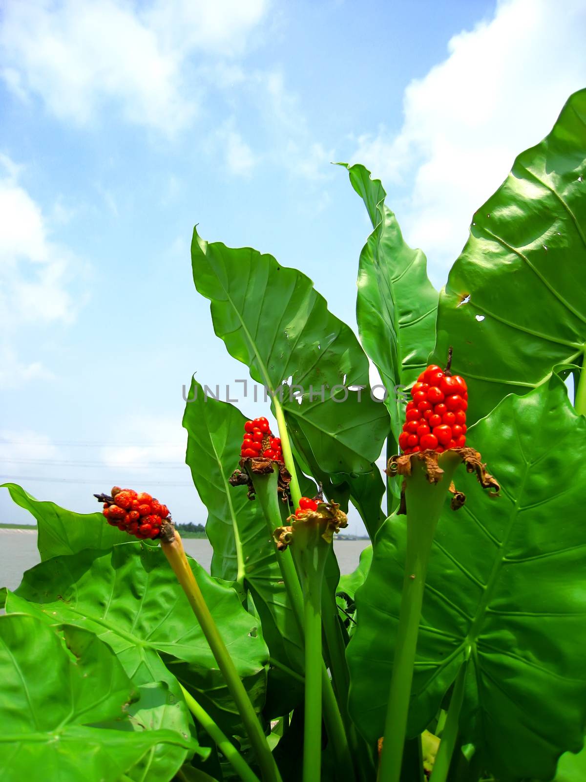 red flower