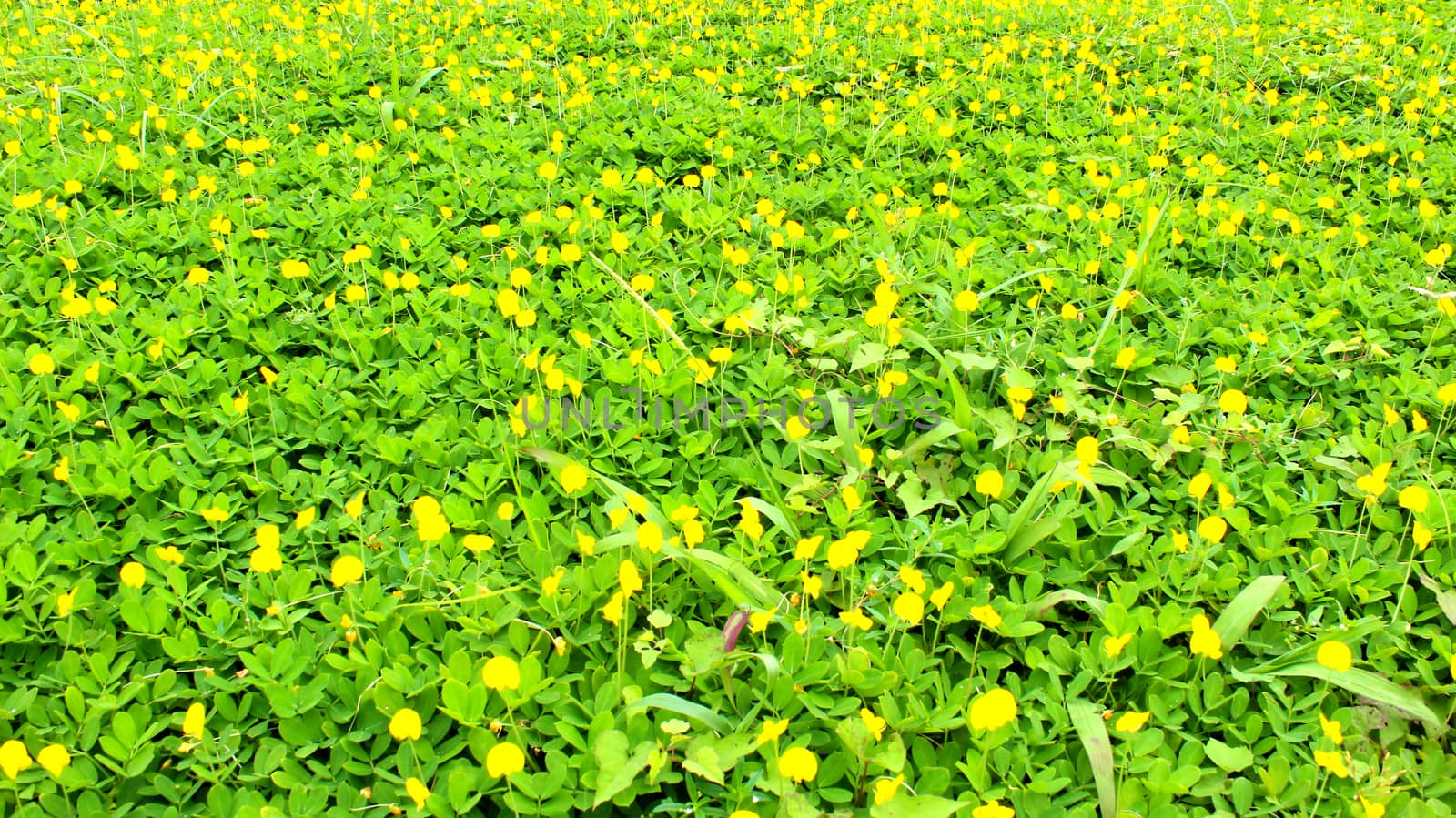 yellow flowers