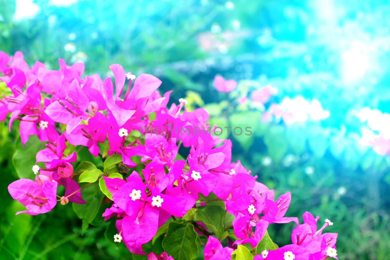 red flower