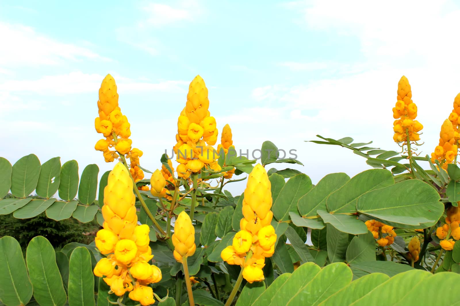 yellow flower