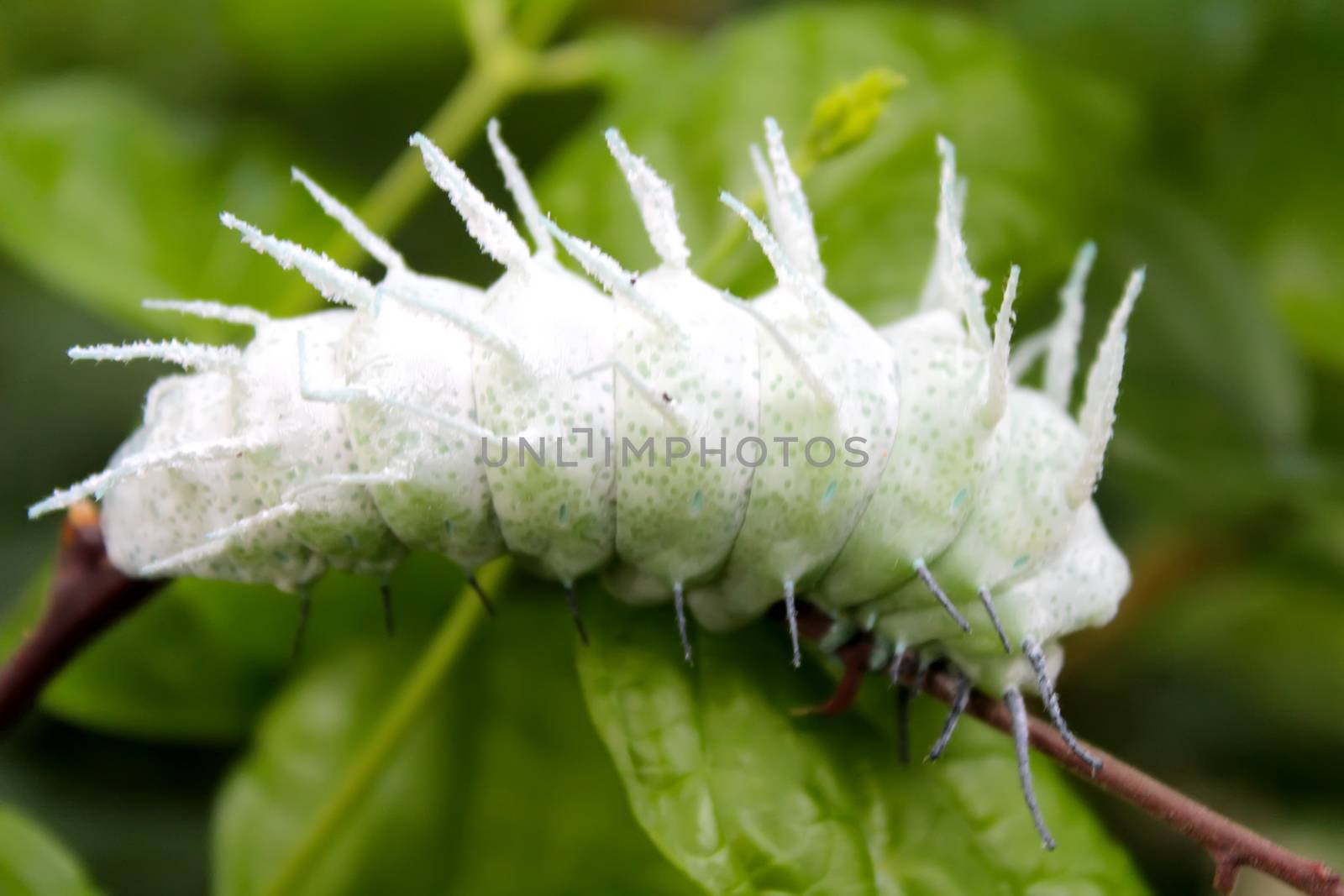 caterpillar on leaf by dinhngochung