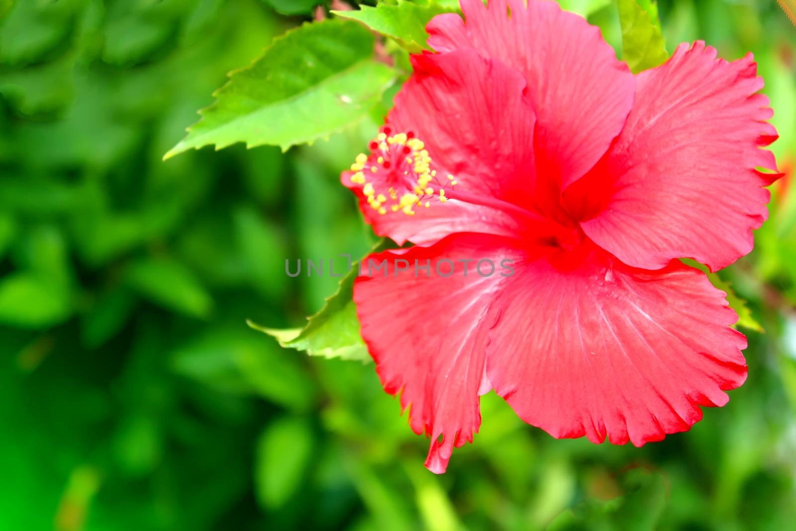 red flower
