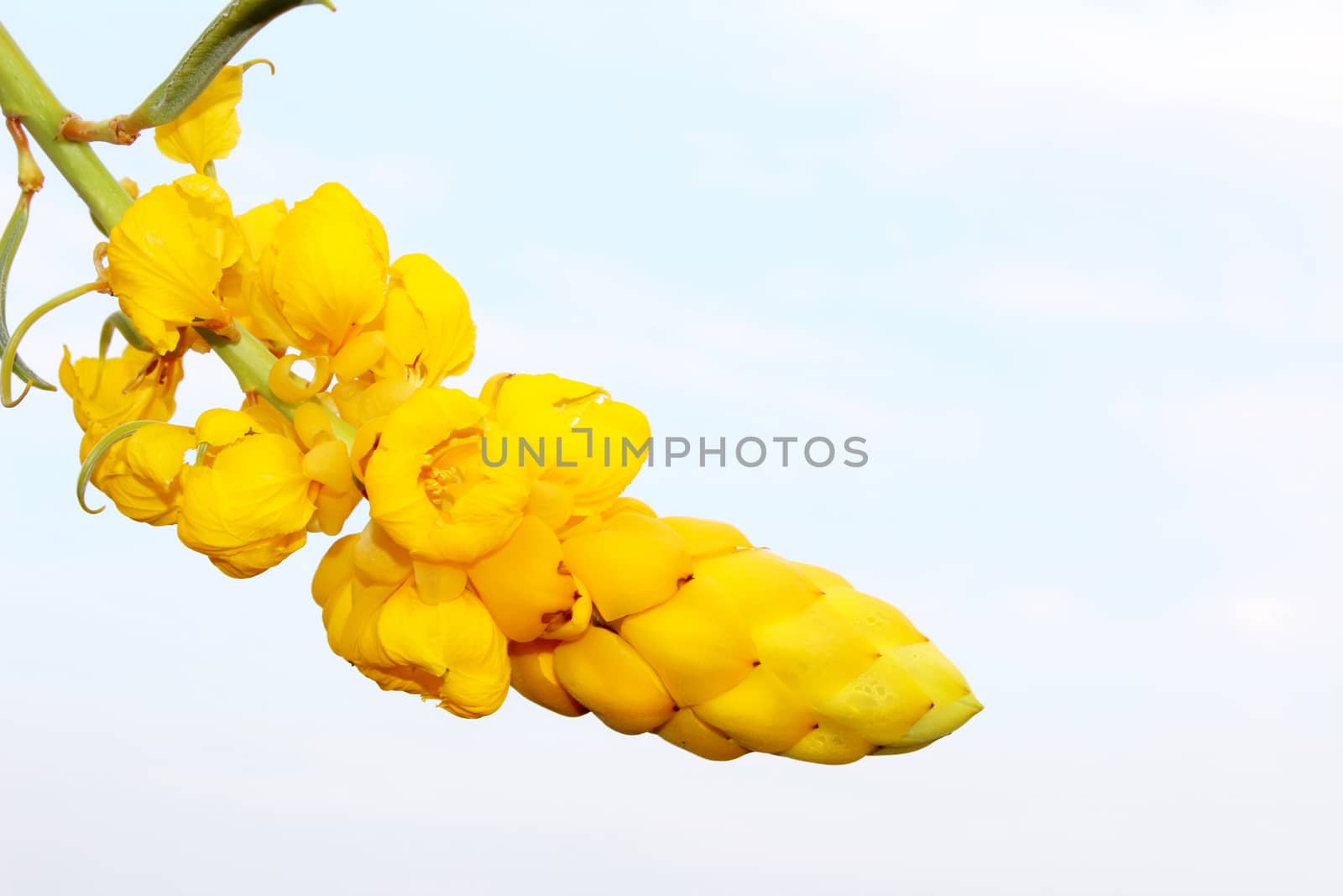 yellow flower