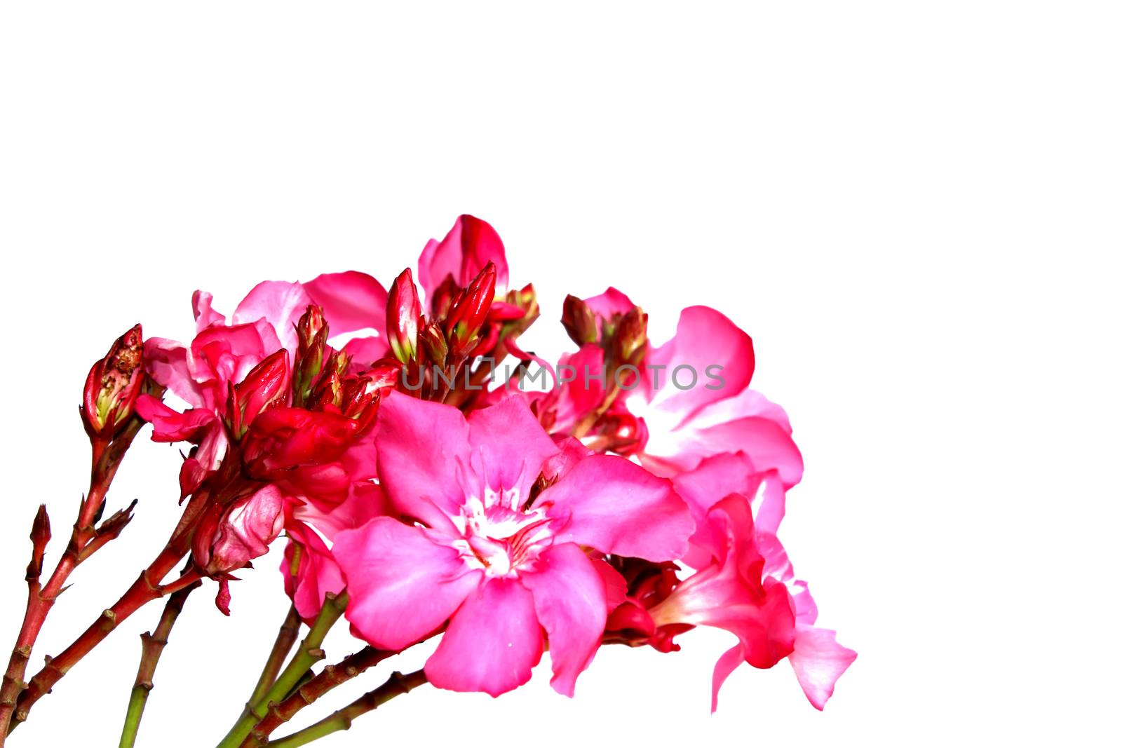 pink flower