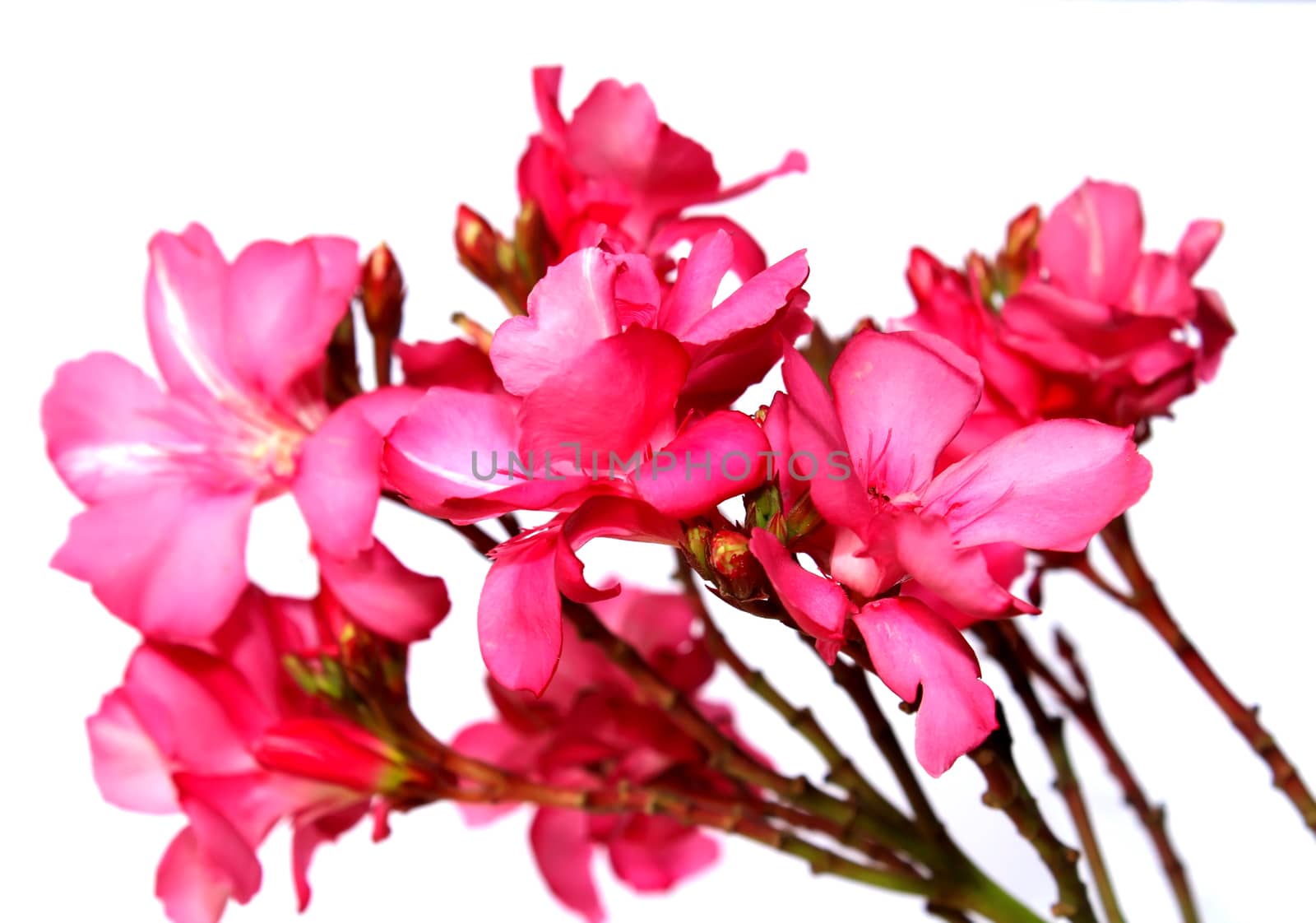 pink flower