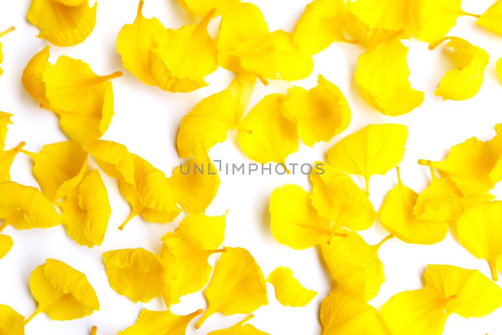 yellow flower