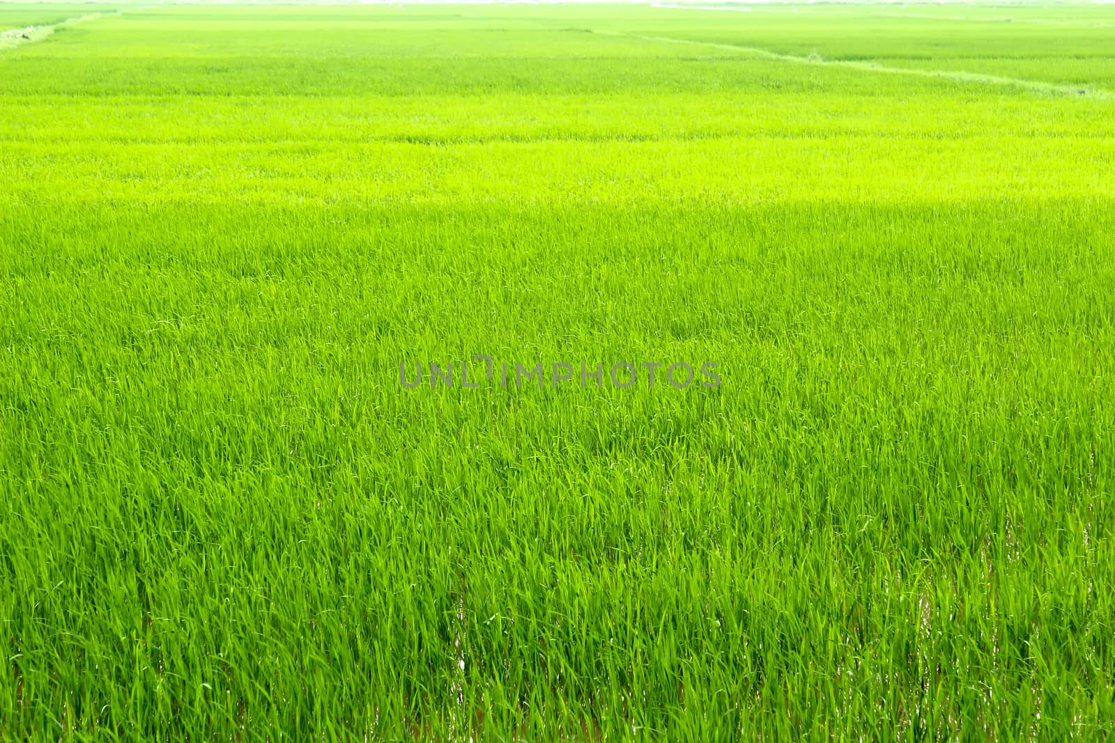 paddy field