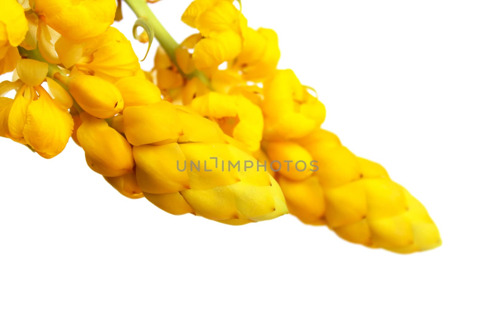 yellow flower