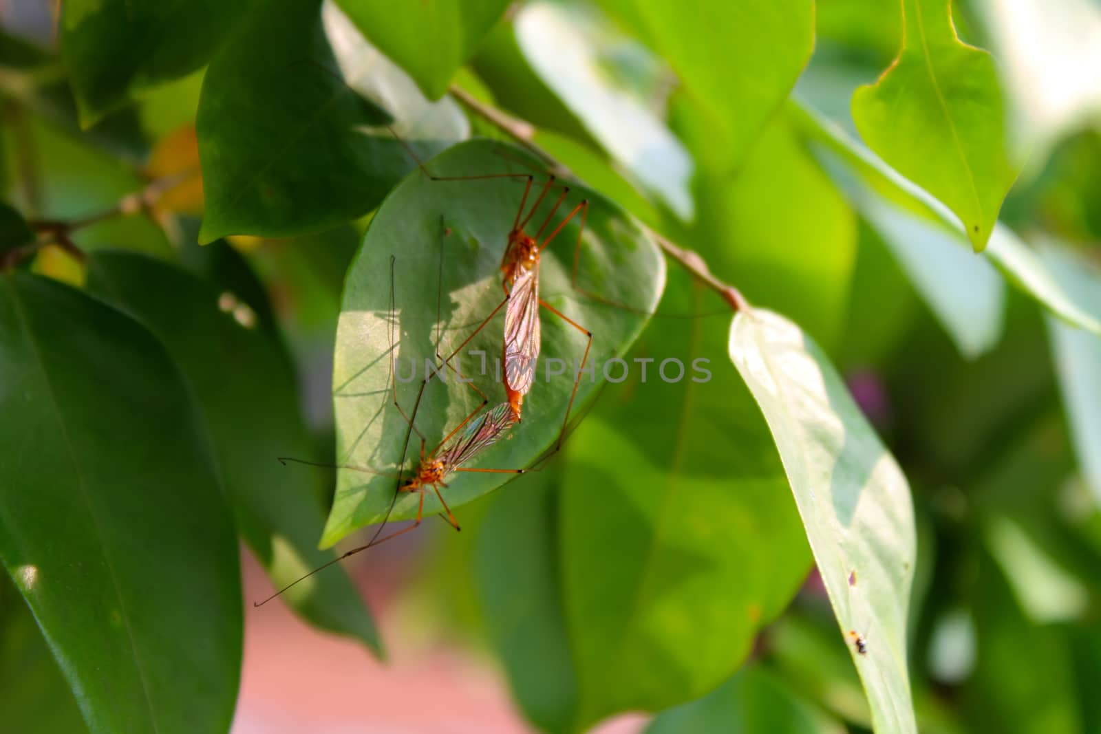 insects mating