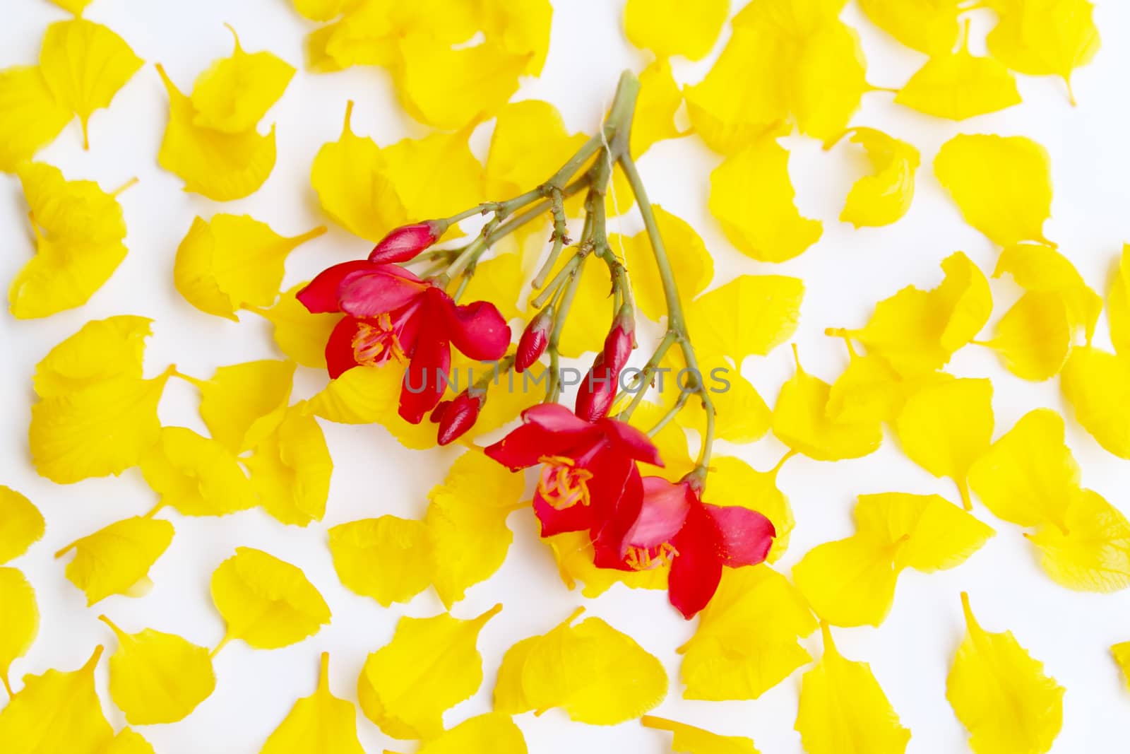 yellow flower