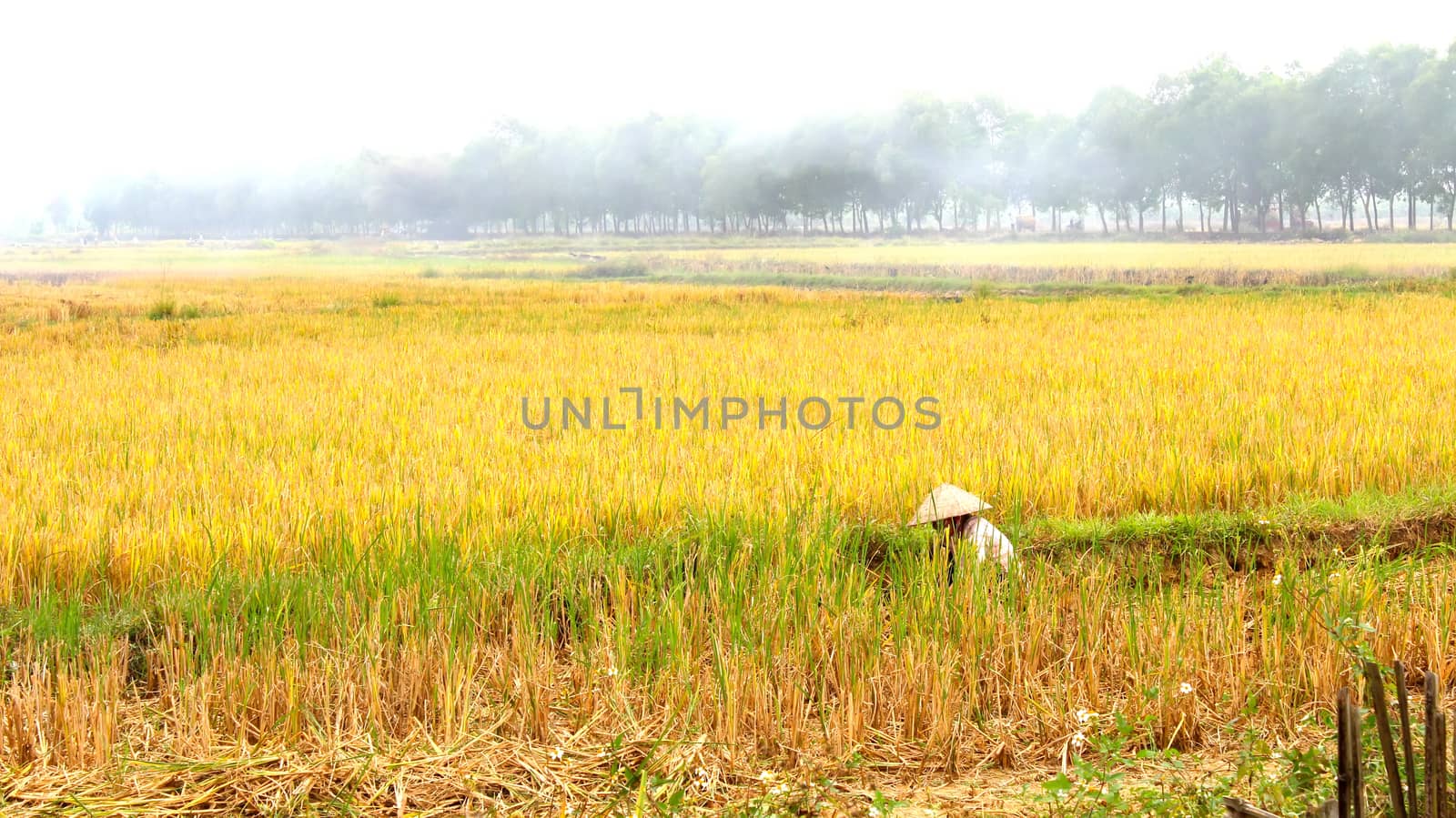 HAI DUONG, VIETNAM, November, 6: Vietnamese woman farmer harvest on a rice field on November 6, 2013 in Hai Duong, Red River Delta, Vietnam. Rice cultivation is a long tradition of people in rural Vietnam. 
