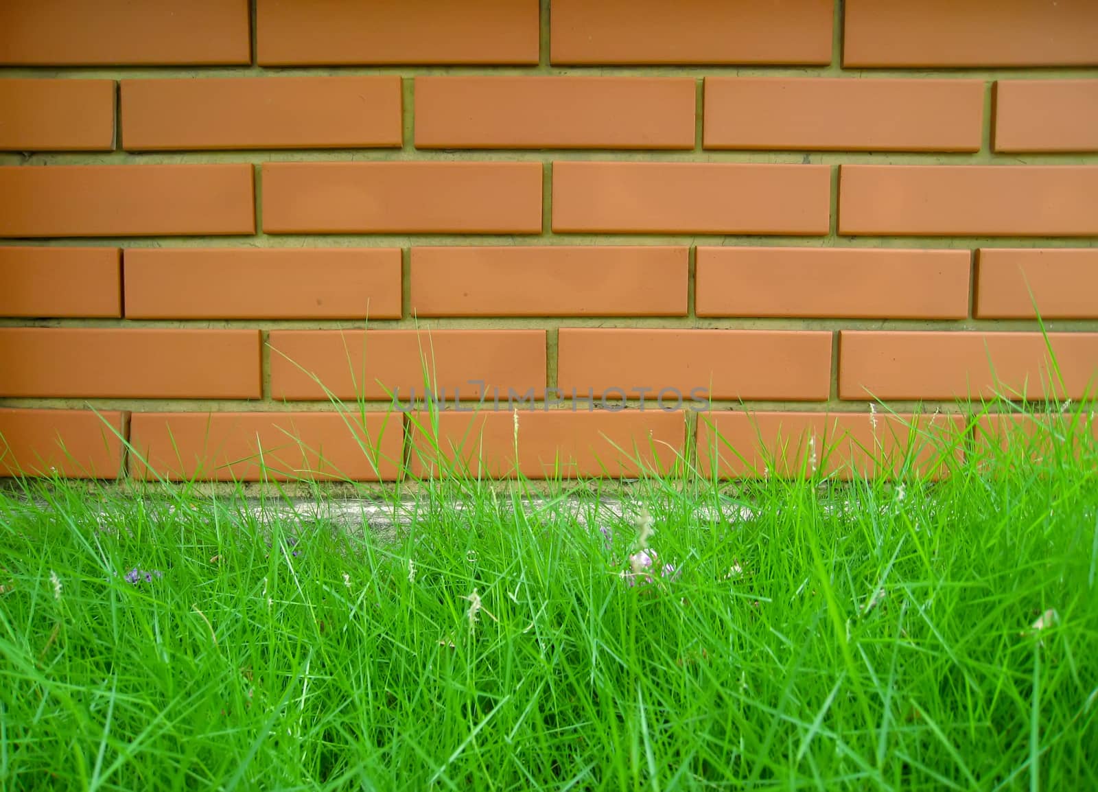 grass