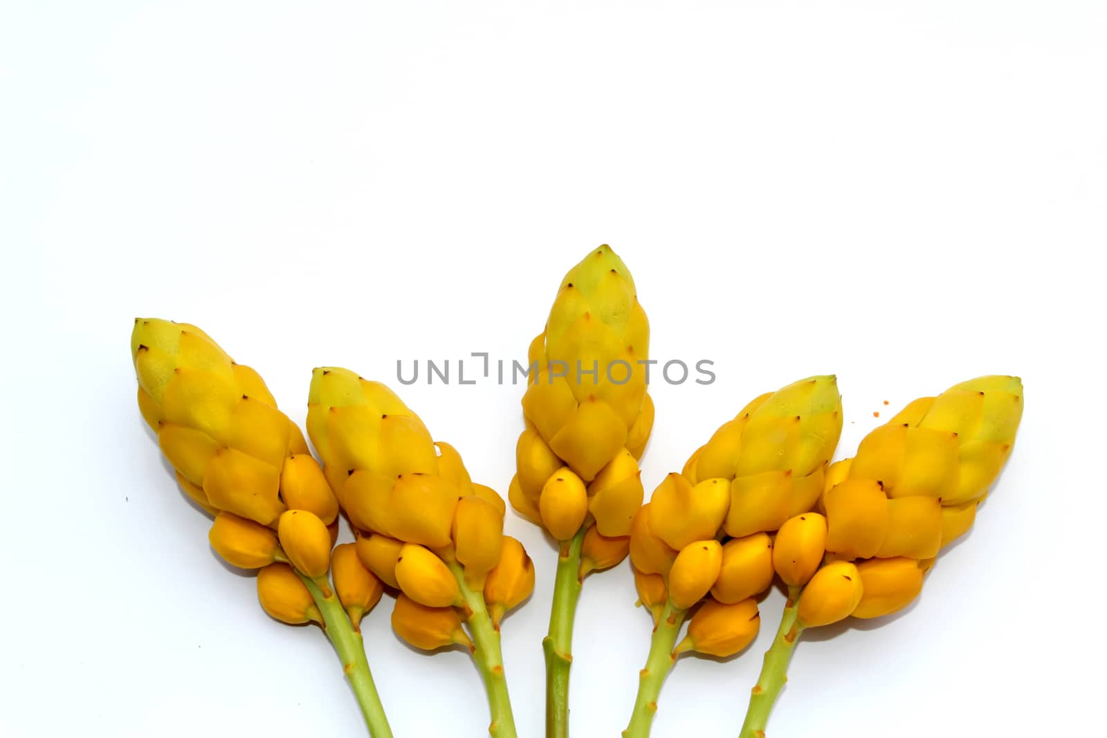 yellow flower