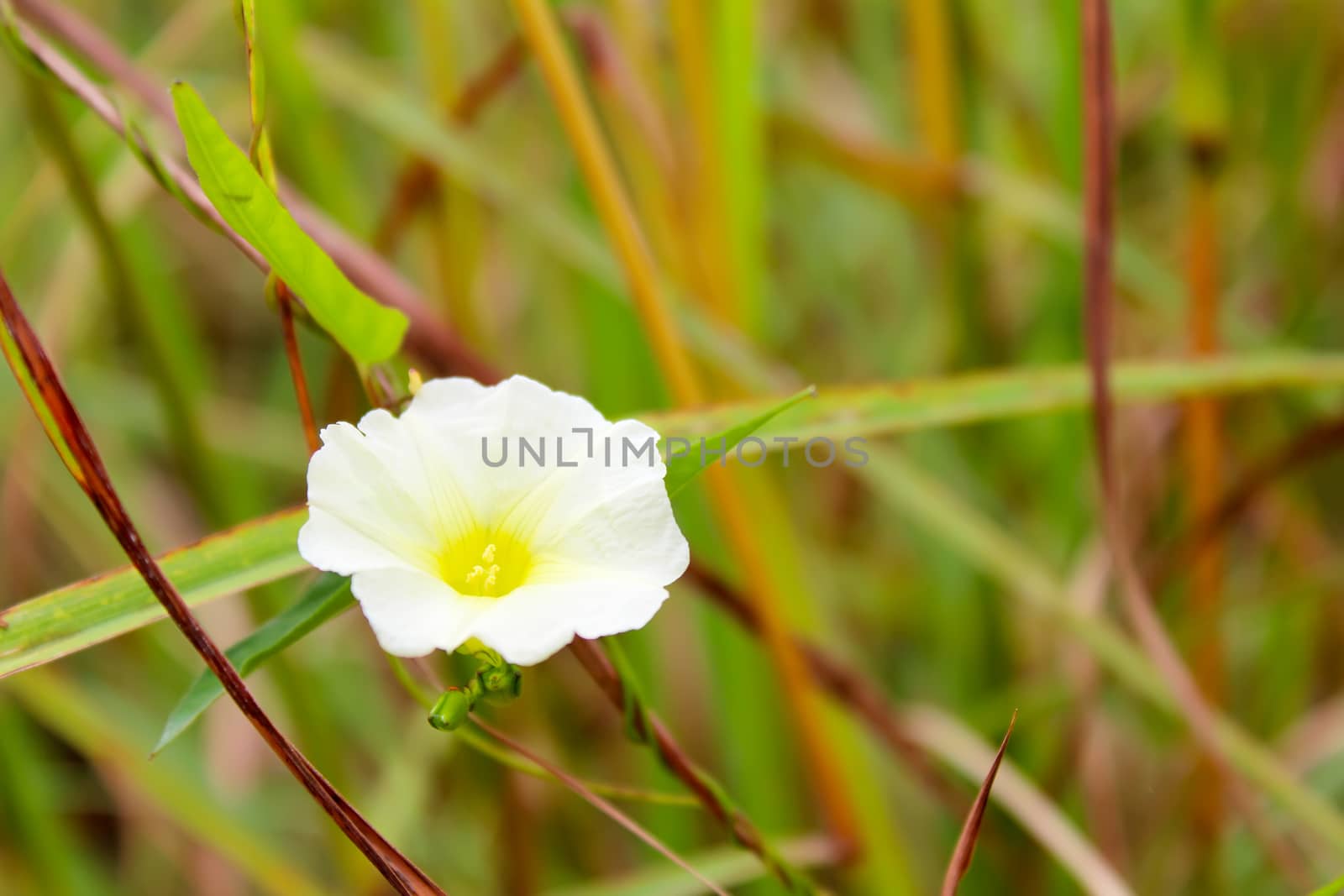 white flower